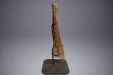 Hadrosaur (Edmontosaurus) Tibia With Metal Stand - Wyoming #330957-1